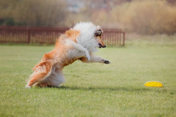 Hundfrisbee Hund Fånga Flygande Disk Hopp Sällskapsdjur Spelar Utomhus Park — Stockfoto