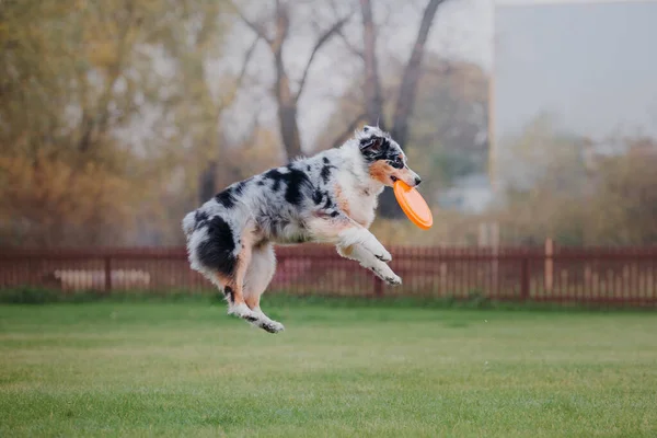 Hondenfrisbee Honden Vangen Vliegende Schijf Sprong Huisdier Spelen Buiten Een — Stockfoto