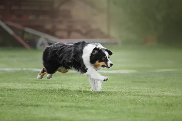 Hundefrisbee Hund Fängt Flugscheibe Sprung Haustier Spielt Freien Einem Park — Stockfoto
