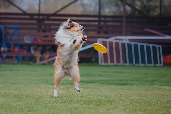 Hundefrisbee Hund Fängt Flugscheibe Sprung Haustier Spielt Freien Einem Park — Stockfoto