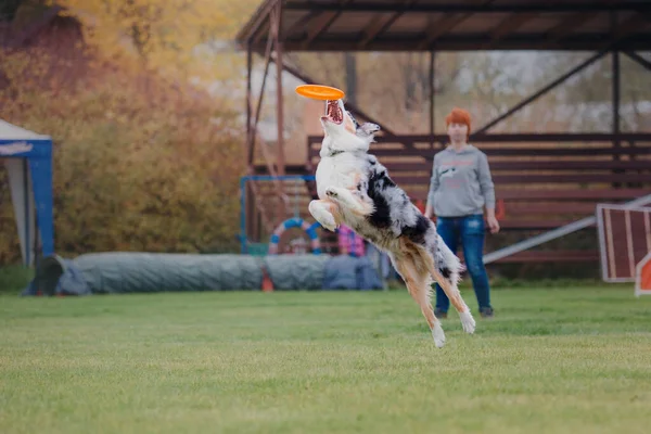 Psi Frisbee Pies Łapie Latający Dysk Skoku Zwierzak Bawi Się — Zdjęcie stockowe