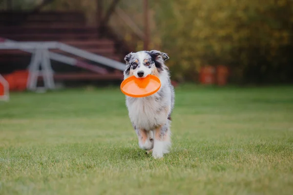 犬のフリスビー ジャンプで空飛ぶ円盤をキャッチ犬 ペットは公園で屋外で遊んでいます スポーツイベント スポーツでの達成 — ストック写真