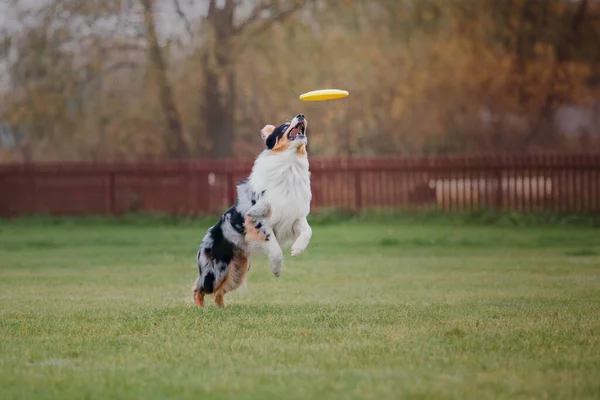 Chien Frisbee Chien Attrapant Disque Volant Saut Animal Compagnie Jouant — Photo