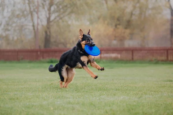 Psi Frisbee Pies Łapie Latający Dysk Skoku Zwierzak Bawi Się — Zdjęcie stockowe