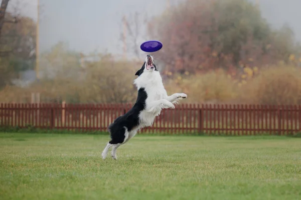 Köpek Frizbisi Köpek Uçan Disk Yakalıyor Evcil Hayvan Parkta Oynuyor — Stok fotoğraf