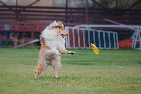 Psi Frisbee Pies Łapie Latający Dysk Skoku Zwierzak Bawi Się — Zdjęcie stockowe