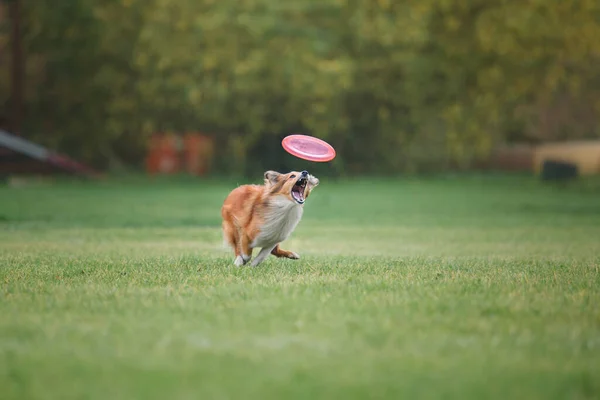 Psi Frisbee Pies Łapie Latający Dysk Skoku Zwierzak Bawi Się — Zdjęcie stockowe