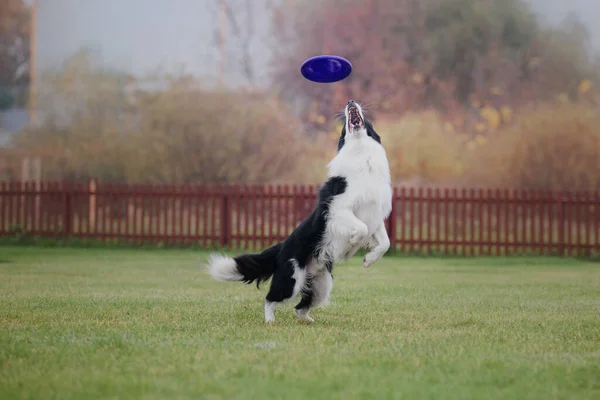 Köpek Frizbisi Köpek Uçan Disk Yakalıyor Evcil Hayvan Parkta Oynuyor — Stok fotoğraf