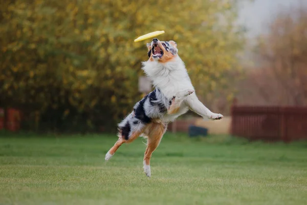 Собачий Фрисби Собака Ловит Летающий Диск Прыжке Домашнее Животное Играет — стоковое фото