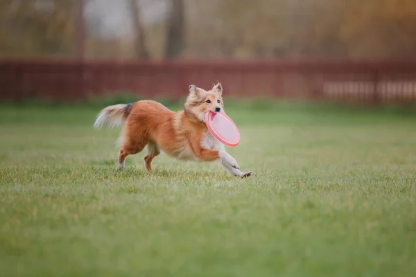 Hundfrisbee Hund Fånga Flygande Disk Hopp Sällskapsdjur Spelar Utomhus Park — Stockfoto