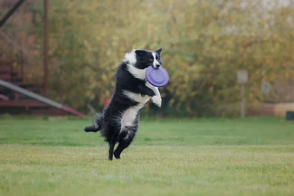 Hundfrisbee Hund Fånga Flygande Disk Hopp Sällskapsdjur Spelar Utomhus Park — Stockfoto