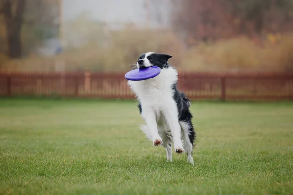 Cão Frisbee Cão Captura Disco Voador Salto Animal Estimação Jogando — Fotografia de Stock