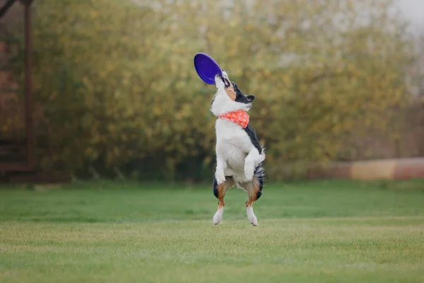 Psi Frisbee Pies Łapie Latający Dysk Skoku Zwierzak Bawi Się — Zdjęcie stockowe