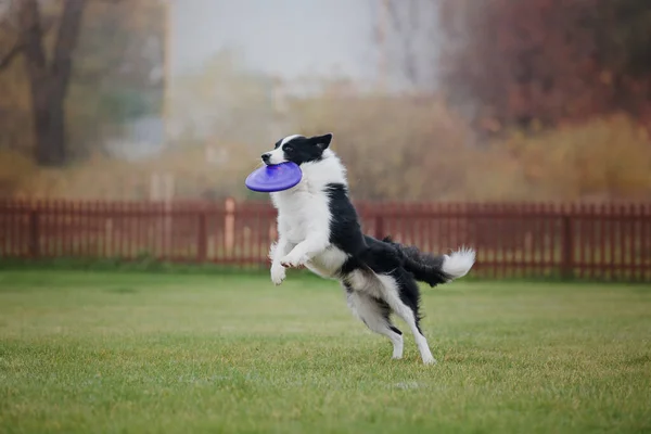 Hundefrisbee Hund Fängt Flugscheibe Sprung Haustier Spielt Freien Einem Park — Stockfoto