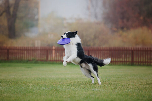 Dog frisbee. Dog catching flying disk in jump, pet playing outdoors in a park. Sporting event, achievement in sport