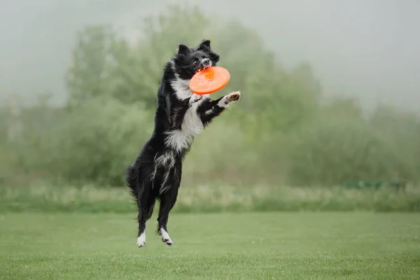 Hundfrisbee Hund Fånga Flygande Disk Hopp Sällskapsdjur Spelar Utomhus Park — Stockfoto