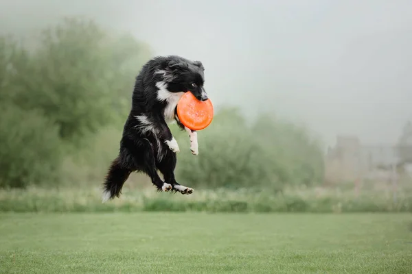 Chien Frisbee Chien Attrapant Disque Volant Saut Animal Compagnie Jouant — Photo