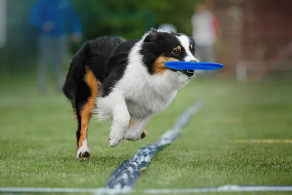 Frisbee Perro Perro Atrapando Disco Volador Salto Mascota Jugando Aire —  Fotos de Stock