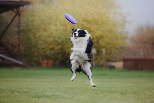 Dog Frisbee Dog Catching Flying Disk Jump Pet Playing Outdoors — Stock Photo, Image