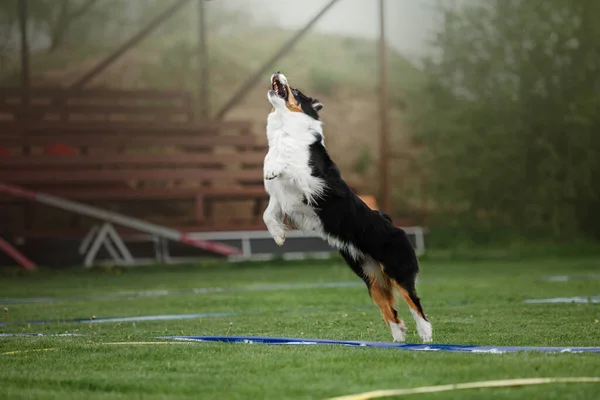 犬のフリスビー ジャンプで空飛ぶ円盤をキャッチ犬 ペットは公園で屋外で遊んでいます スポーツイベント スポーツでの達成 — ストック写真