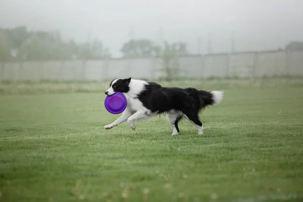 Hundefrisbee Hund Fängt Flugscheibe Sprung Haustier Spielt Freien Einem Park — Stockfoto