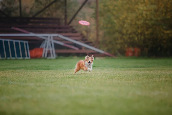 Dog Frisbee Dog Catching Flying Disk Jump Pet Playing Outdoors — Stock Photo, Image