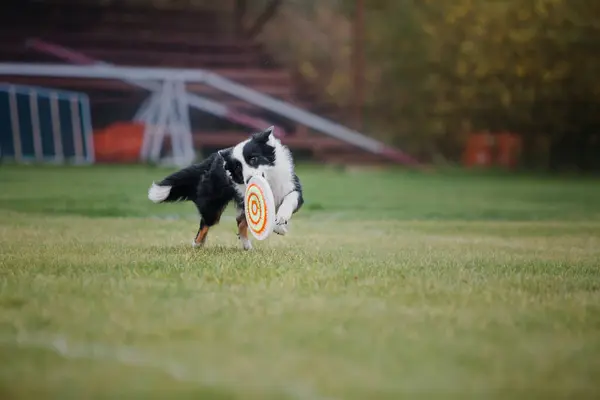 프리스비 뛰어오르는 원반을 공원에서 쓰다듬는다 스포츠 에서의 스포팅 — 스톡 사진