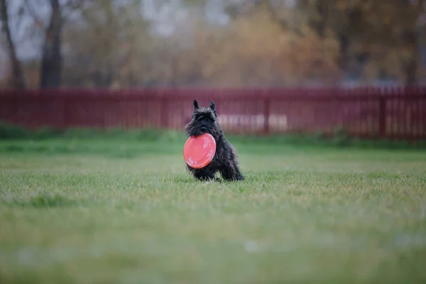 Dog Frisbee Dog Catching Flying Disk Jump Pet Playing Outdoors — Stock Photo, Image