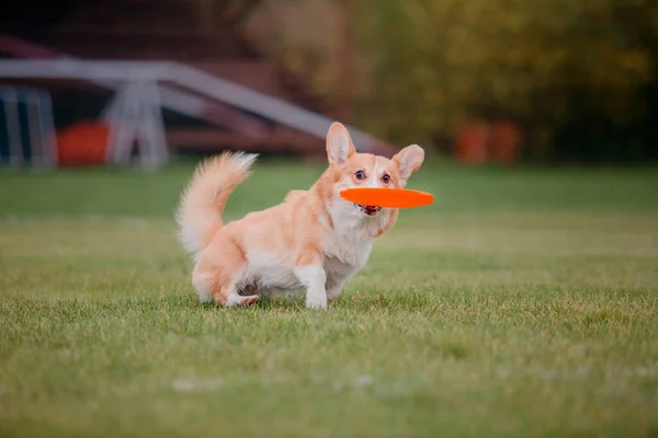 Anjing Frisbee Anjing Menangkap Terbang Disk Melompat Hewan Peliharaan Bermain — Stok Foto