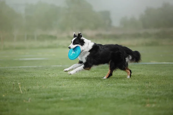 Pes Frisbee Pes Chytat Létající Disk Skoku Domácí Mazlíček Hrát — Stock fotografie