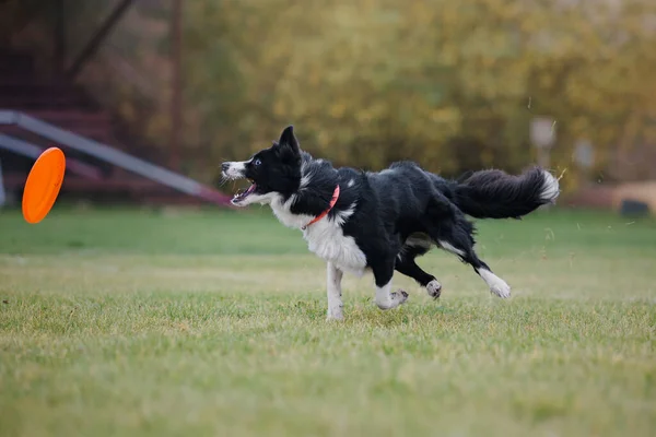 Hundefrisbee Hund Fängt Flugscheibe Sprung Haustier Spielt Freien Einem Park — Stockfoto
