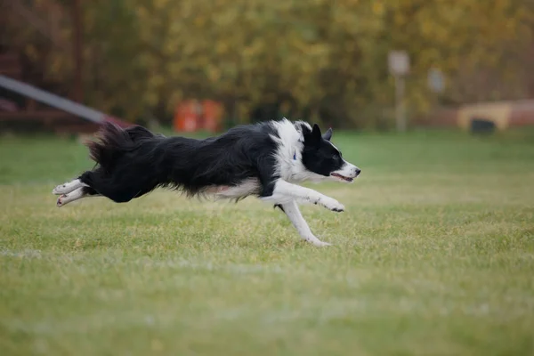 Dog frisbee. Dog catching flying disk in jump, pet playing outdoors in a park. Sporting event, achievement in sport