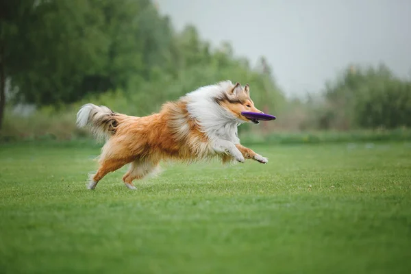 Köpek Frizbisi Köpek Uçan Disk Yakalıyor Evcil Hayvan Parkta Oynuyor — Stok fotoğraf