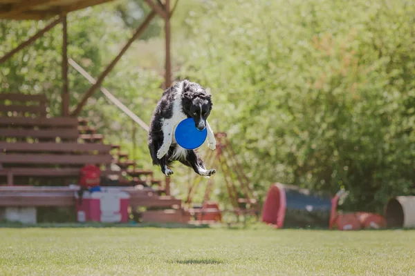 Köpek frizbisi. Köpek uçan disk yakalıyor, evcil hayvan parkta oynuyor. Spor müsabakası, spor başarısı