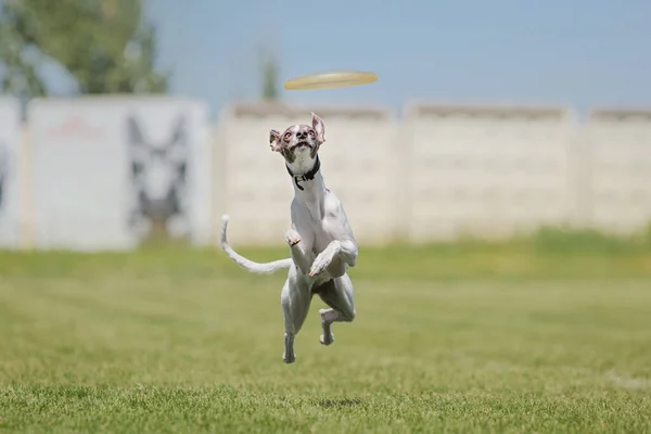 Anjing Frisbee Anjing Menangkap Terbang Disk Melompat Hewan Peliharaan Bermain — Stok Foto