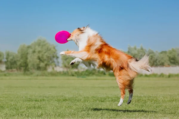 Hundfrisbee Hund Fånga Flygande Disk Hopp Sällskapsdjur Spelar Utomhus Park — Stockfoto