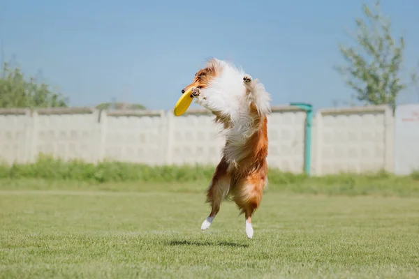 狗食飞盘小狗在跳跃时捕捉飞碟 宠物在公园外面玩耍 体育活动 体育成就 — 图库照片