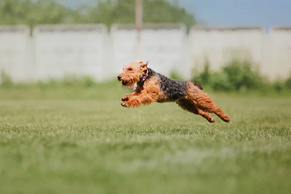 Dog frisbee. Dog catching flying disk in jump, pet playing outdoors in a park. Sporting event, achievement in sport