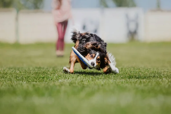 Dog frisbee. Dog catching flying disk in jump, pet playing outdoors in a park. Sporting event, achievement in sport