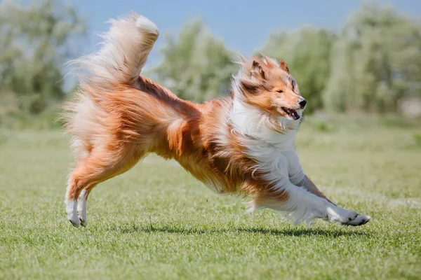 Dog frisbee. Dog catching flying disk in jump, pet playing outdoors in a park. Sporting event, achievement in sport