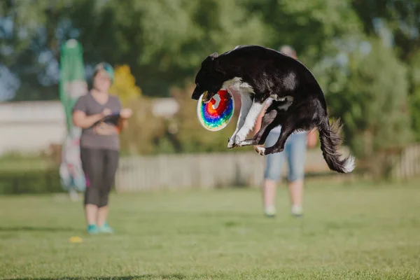 Frisbee Perro Perro Atrapando Disco Volador Salto Mascota Jugando Aire — Foto de Stock