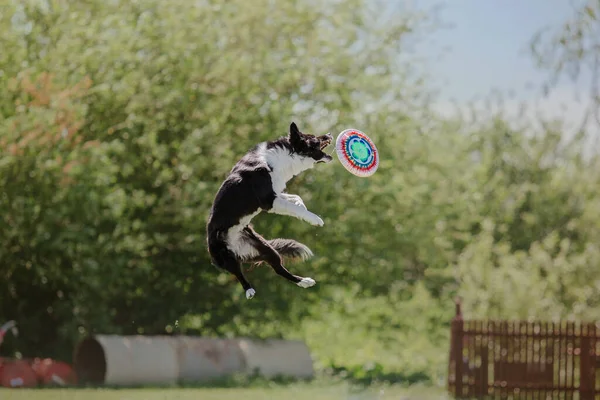 Chien Frisbee Chien Attrapant Disque Volant Saut Animal Compagnie Jouant — Photo