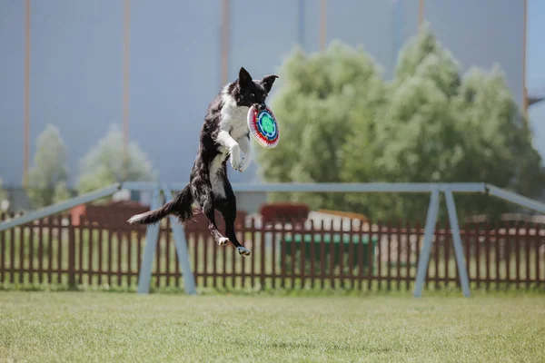 Собачий Фрисби Собака Ловит Летающий Диск Прыжке Домашнее Животное Играет — стоковое фото