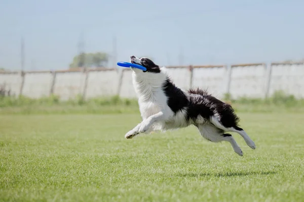 Pes Frisbee Pes Chytat Létající Disk Skoku Domácí Mazlíček Hrát — Stock fotografie