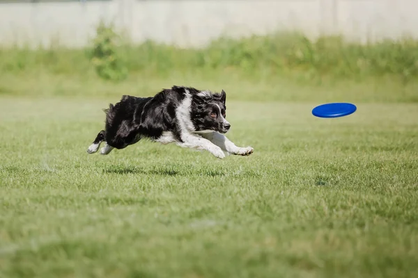 Köpek frizbisi. Köpek uçan disk yakalıyor, evcil hayvan parkta oynuyor. Spor müsabakası, spor başarısı