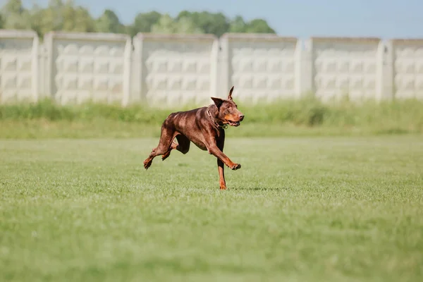 Dog Frisbee Dog Catching Flying Disk Jump Pet Playing Outdoors — Stock Photo, Image