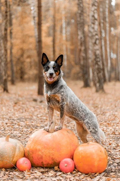 Pies Dyniami Święta Halloween Australijski Pies Dynią Żniwa Święto Dziękczynienia — Zdjęcie stockowe