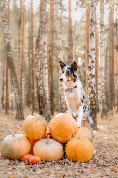 Cadılar Bayramı Şükran Günü Tatilleri Ormanda Balkabaklı Bir Köpek Sınır — Stok fotoğraf