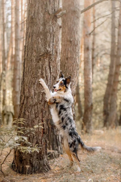 Border Collie Hond Het Bos Lopen Met Een Hond Lifestyle — Stockfoto