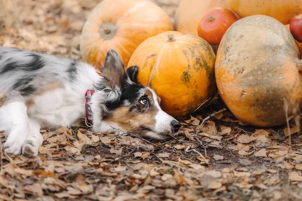 Halloween Święta Dziękczynienia Pies Dyniami Lesie Przygraniczny Pies Collie — Zdjęcie stockowe